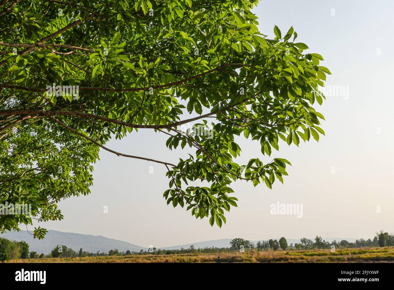 Rubber tree plantation in thailand. Stock Photo