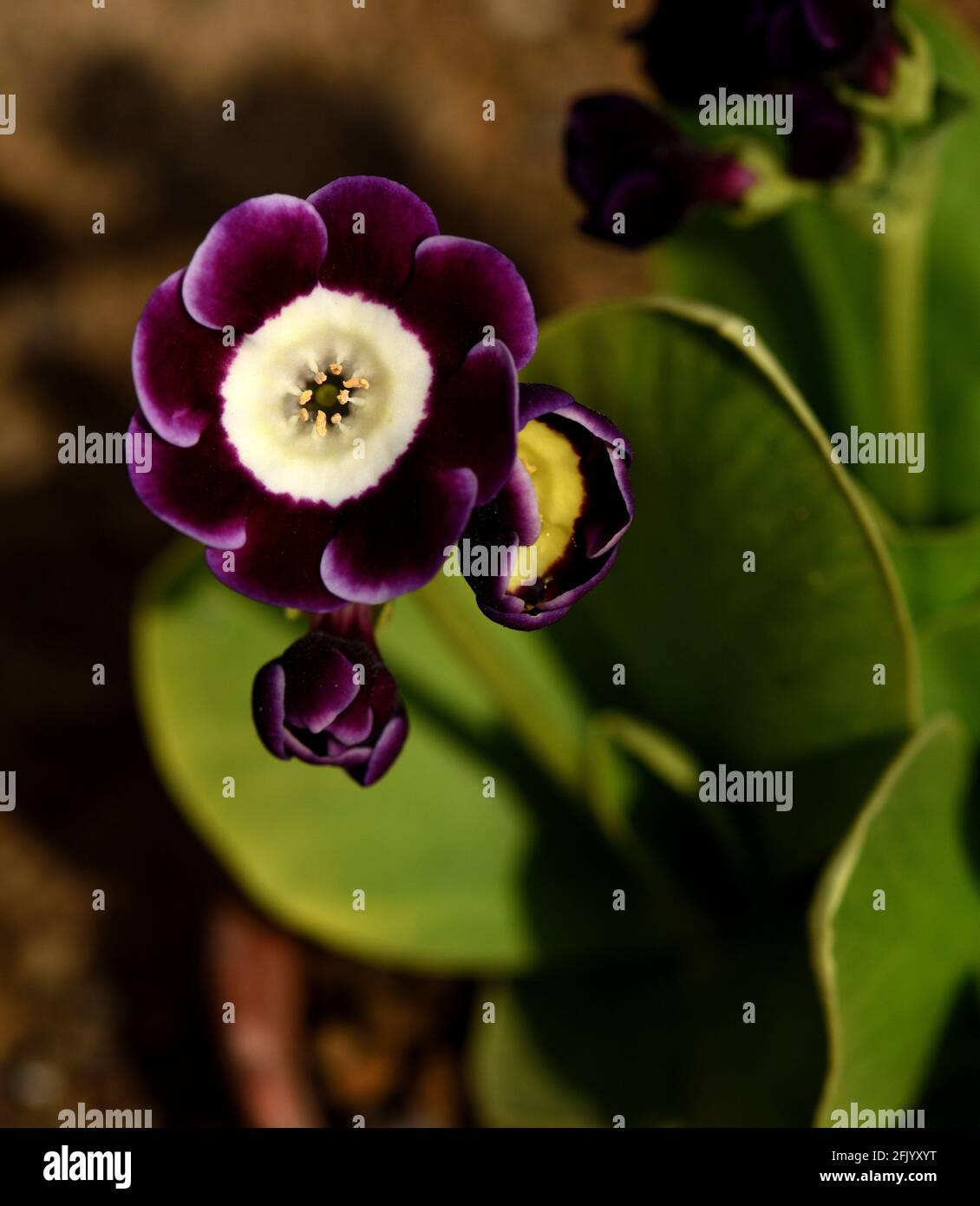 Closeup of the flower of Primula Auricula Hazel. Stock Photo