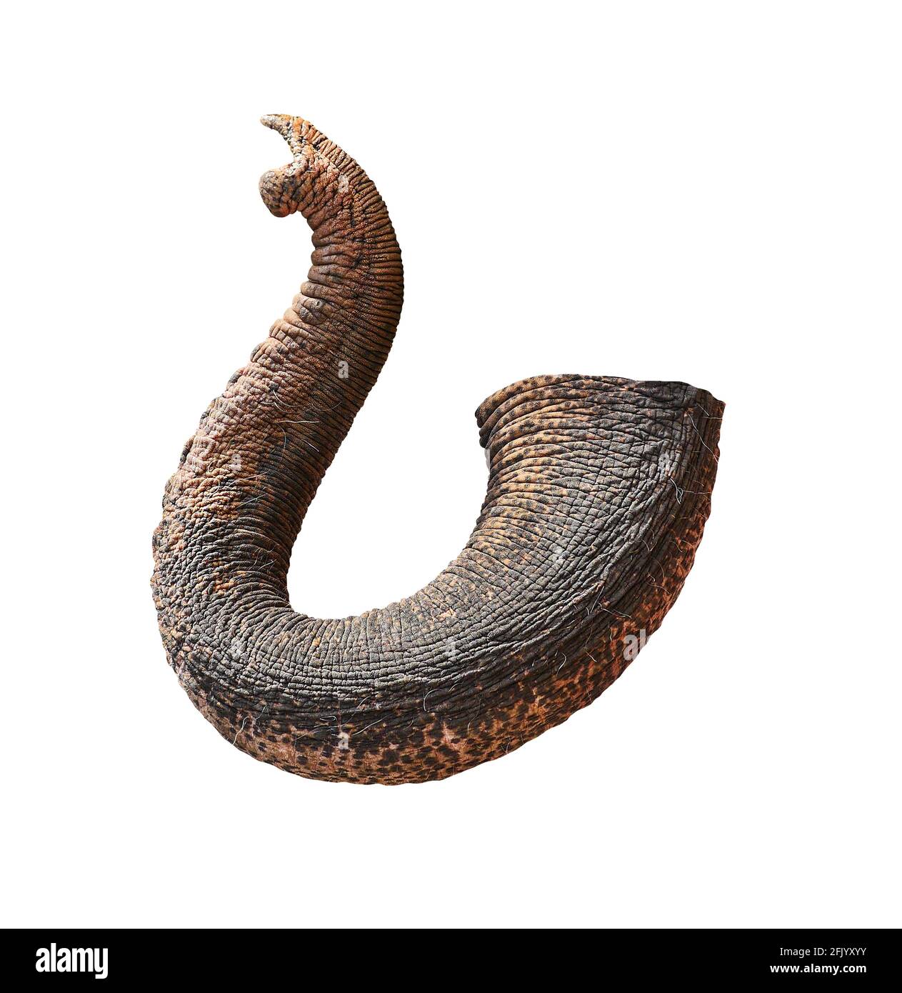 Elephants trunk isolated on white background. Stock Photo