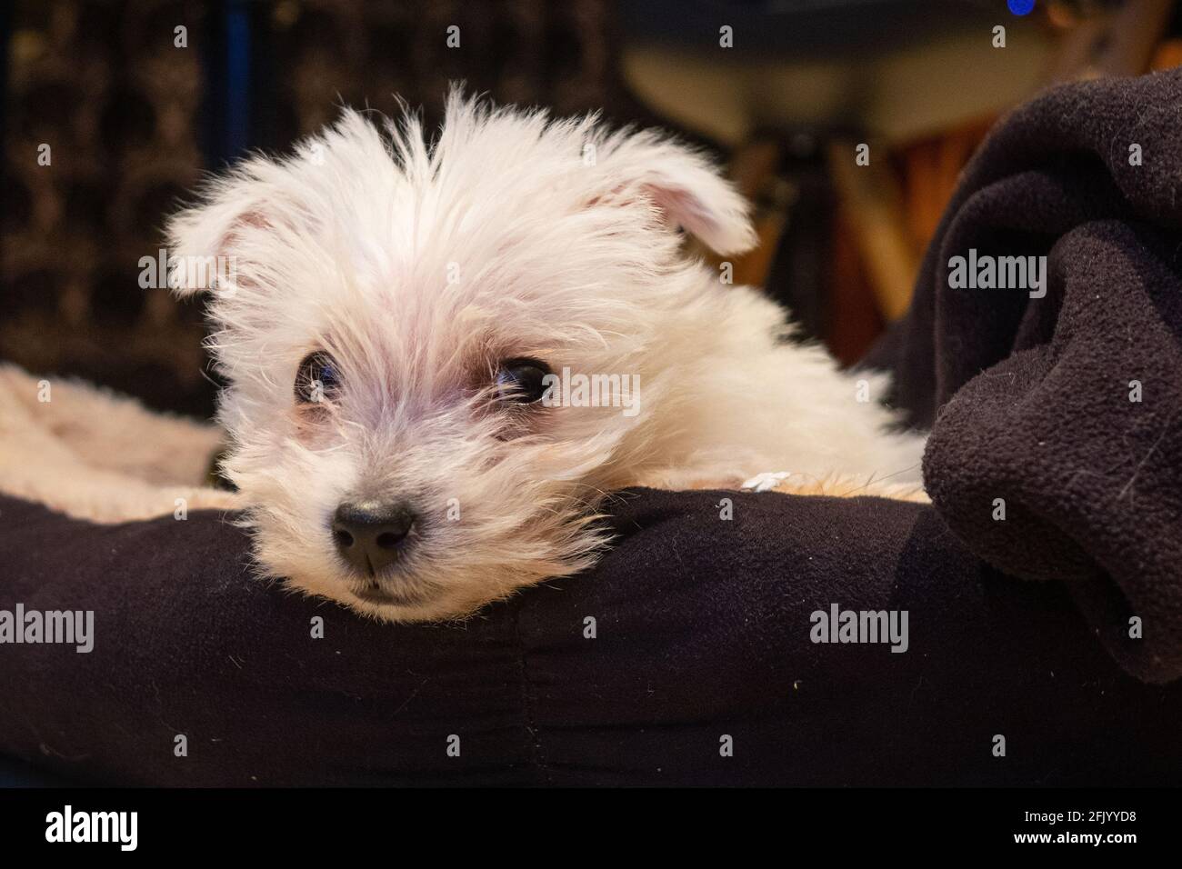 Westie cross puppies 2025
