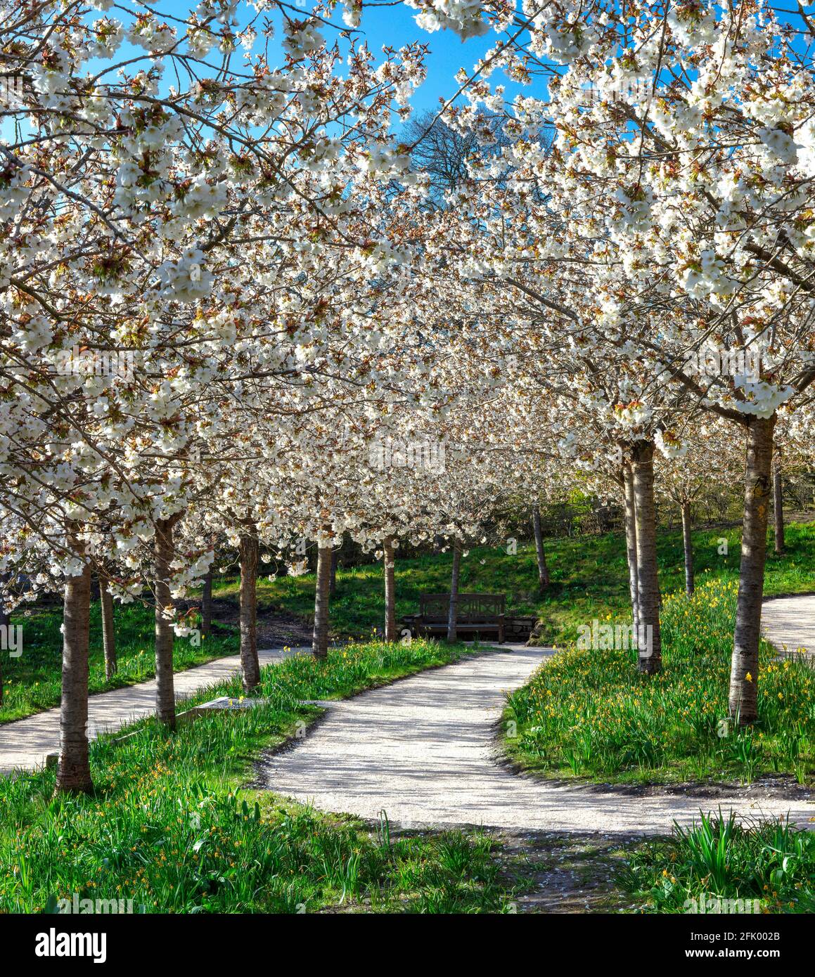 Taihaku Cherry Blossom trees in full bloom at The Alnwick Garden, Alnwick, Northumberland, England, United Kingdom Stock Photo