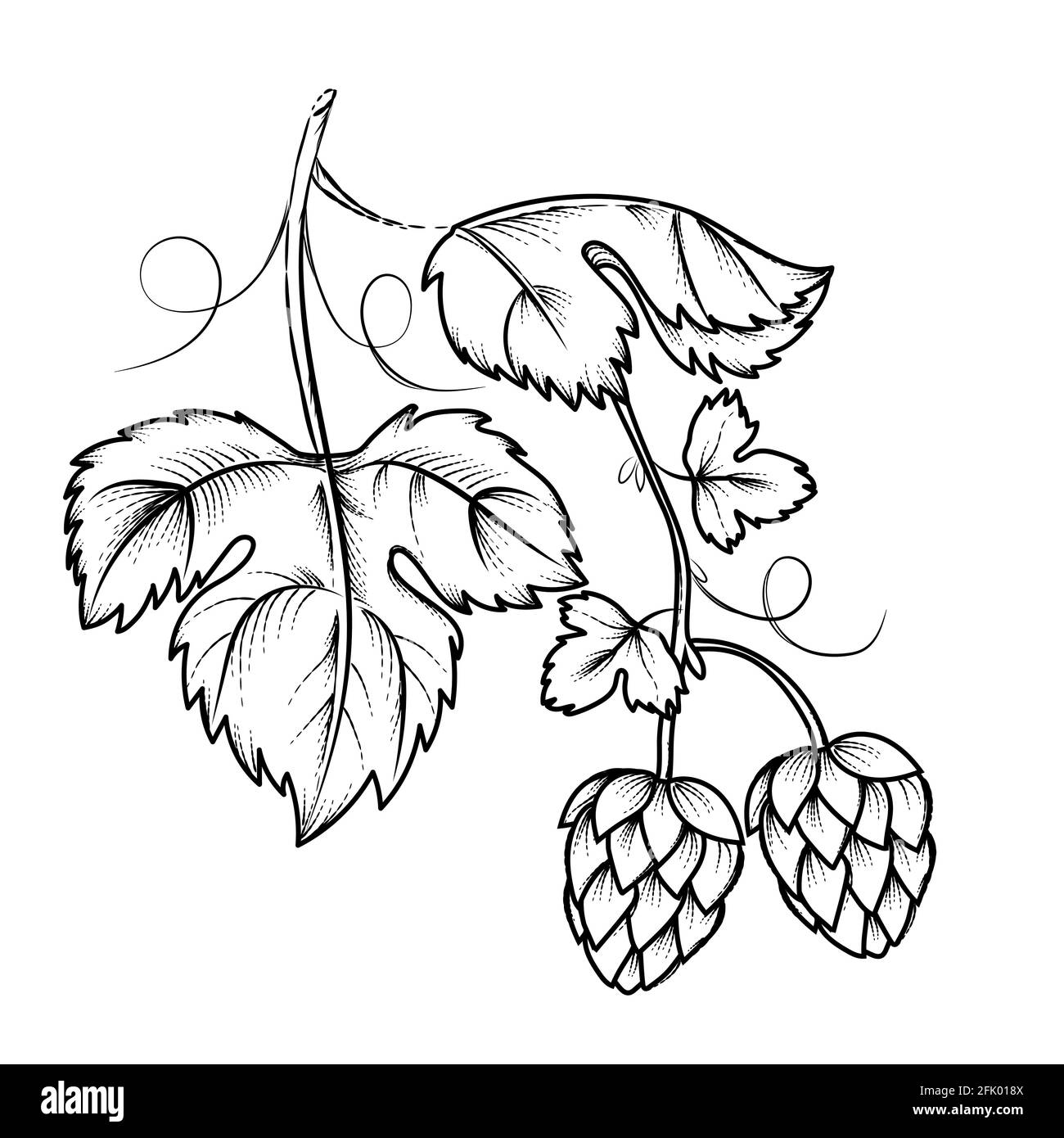 Hop plant hand drawn image, engraving vintage vector illustration isolated on white background. Hop botanical element for label brewery of beer packag Stock Vector
