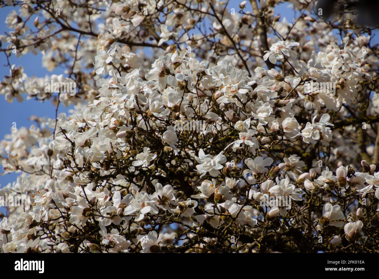 Branch with white blossoms of a Kobushi Magnolia, also called Magnolia kobus Stock Photo