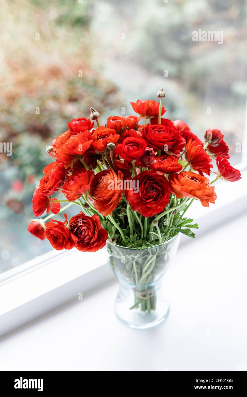 Front view of red persian buttercups in a glass vase on white background. Ranunculus asiaticus. Stock Photo