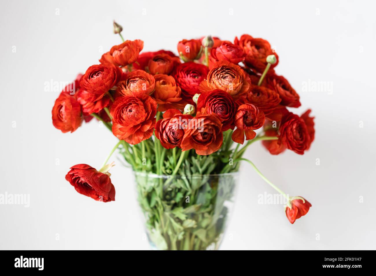 Front view of red persian buttercups in a glass vase on white background. Ranunculus asiaticus. Stock Photo