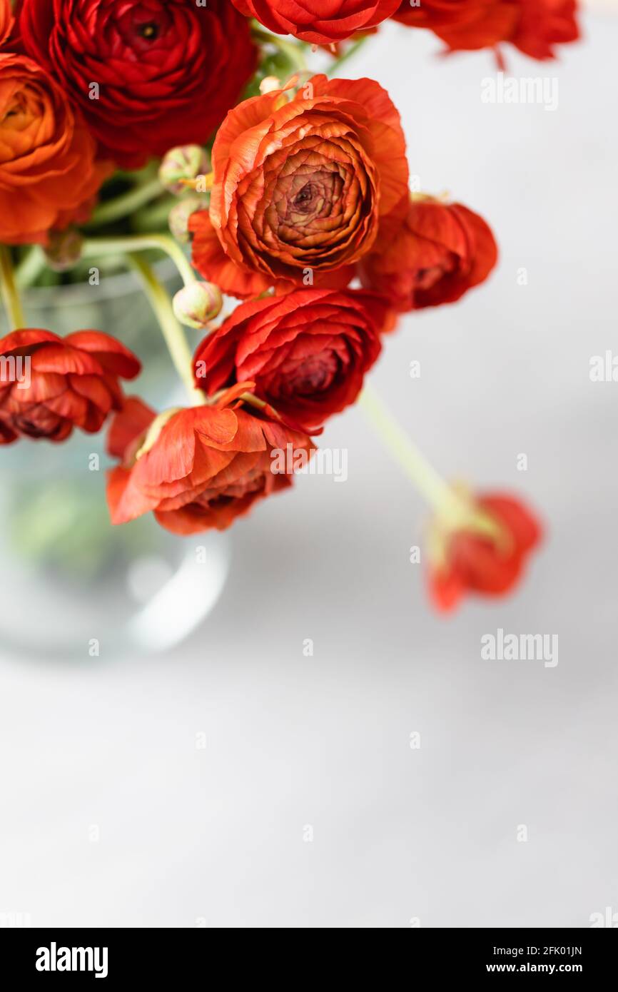 Top view of red persian buttercups in a glass vase on white background. Ranunculus asiaticus. Stock Photo