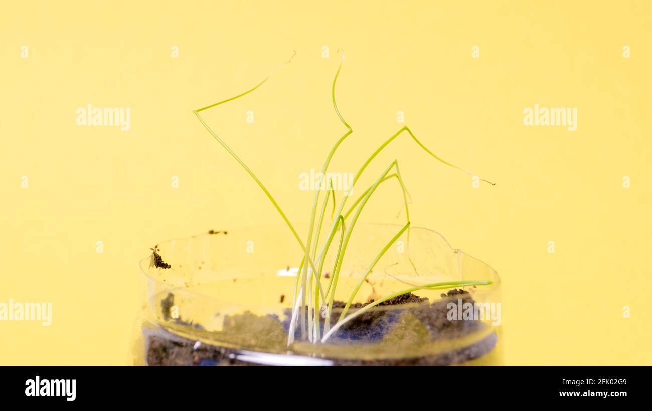 Young seedling in a peat tablet isolated on a colored background. Indoor home growing of seedlings Stock Photo