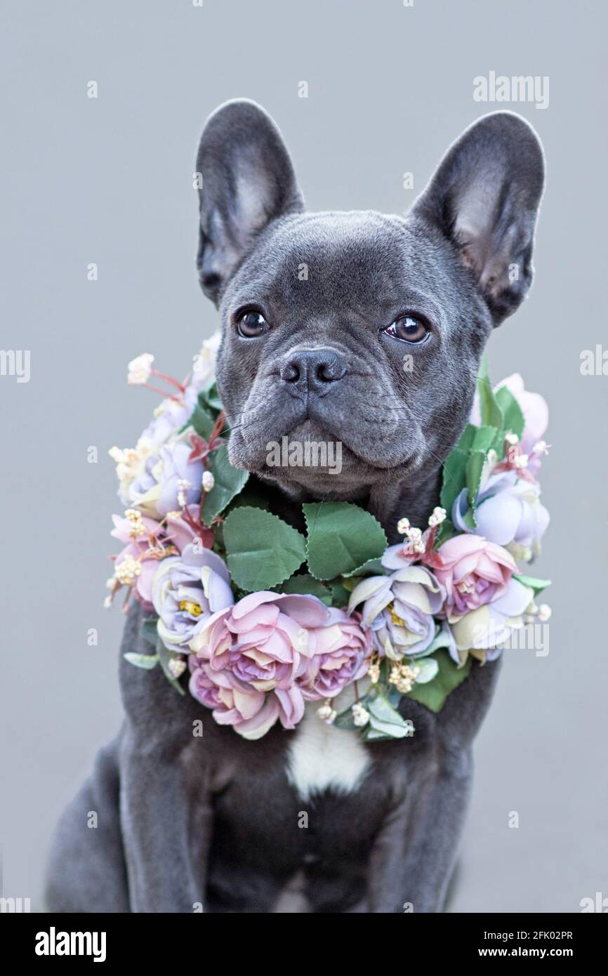 Beautiful  blue coated French Bulldog dog with pink flower collar in front of gray background Stock Photo