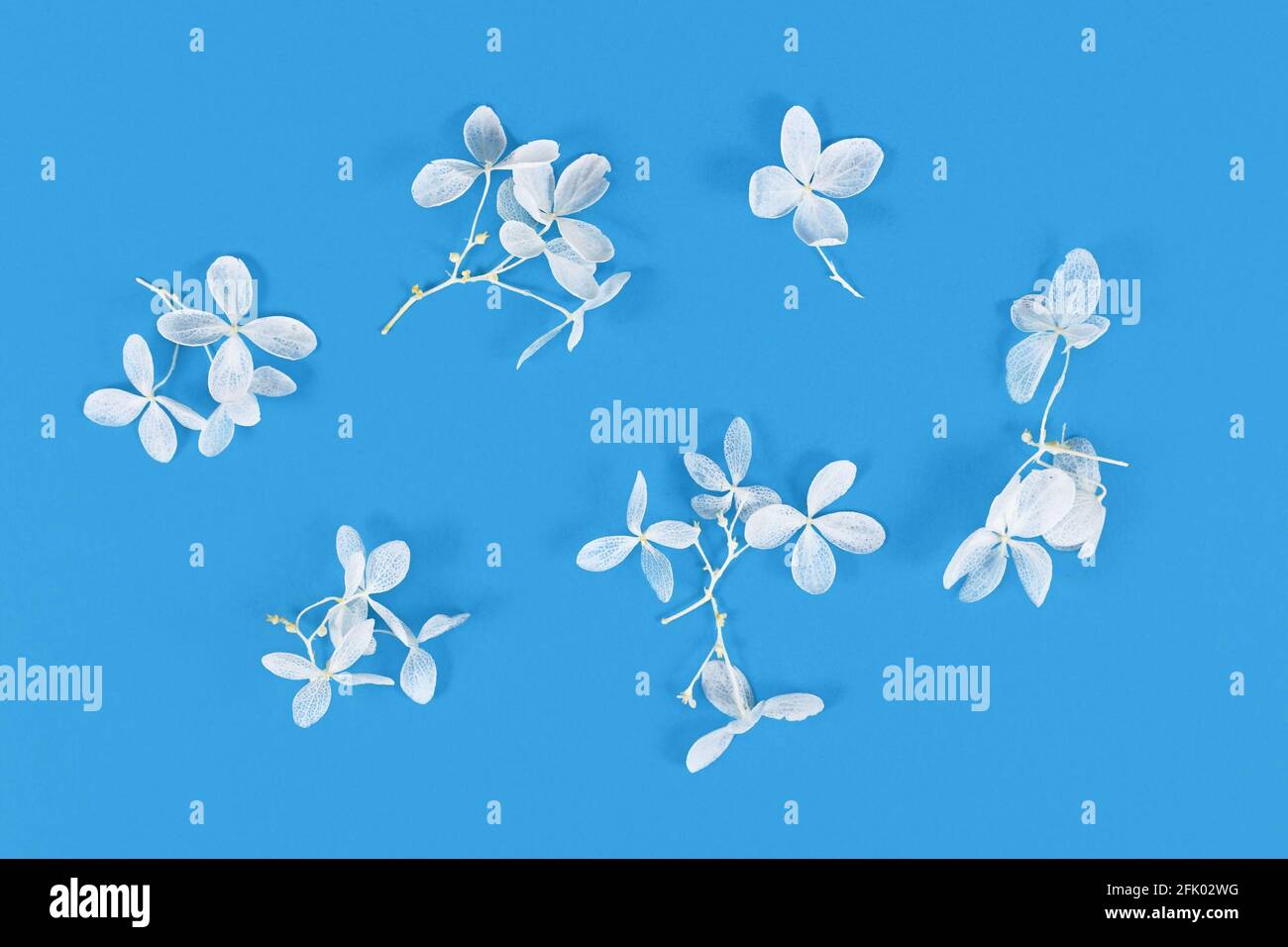 Small dried white flowers on blue background. Flat lay Stock Photo