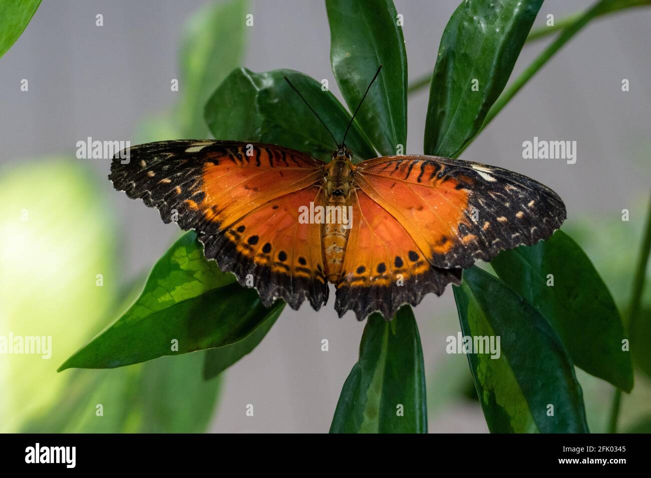 A bright orange scarce fritillary butterfly (Euphydryas maturna) on green plant close up Stock Photo