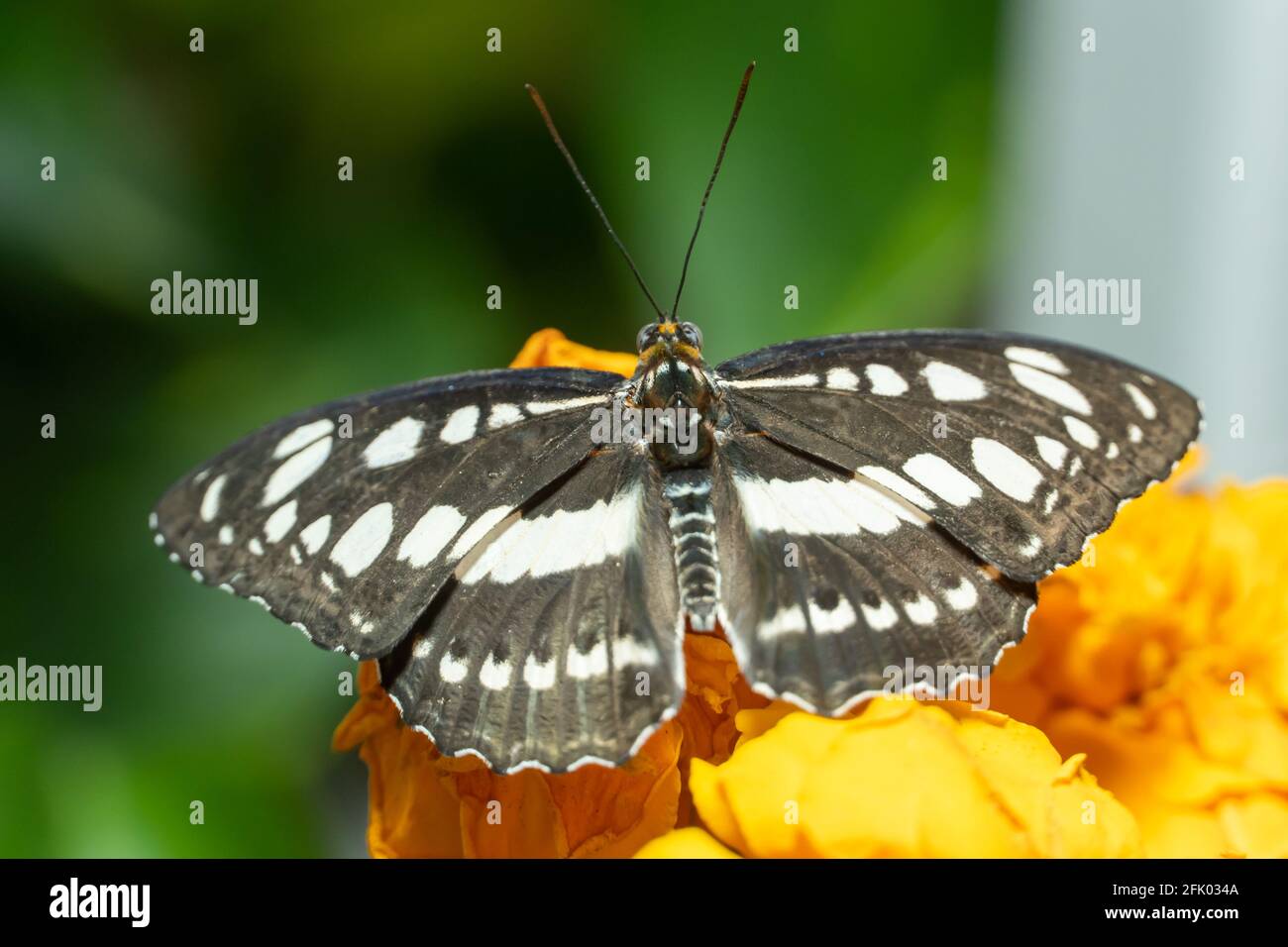 Common Sailor Butterfy (Neptis hylas) a black and white butterfly close up on orange flower. Stock Photo