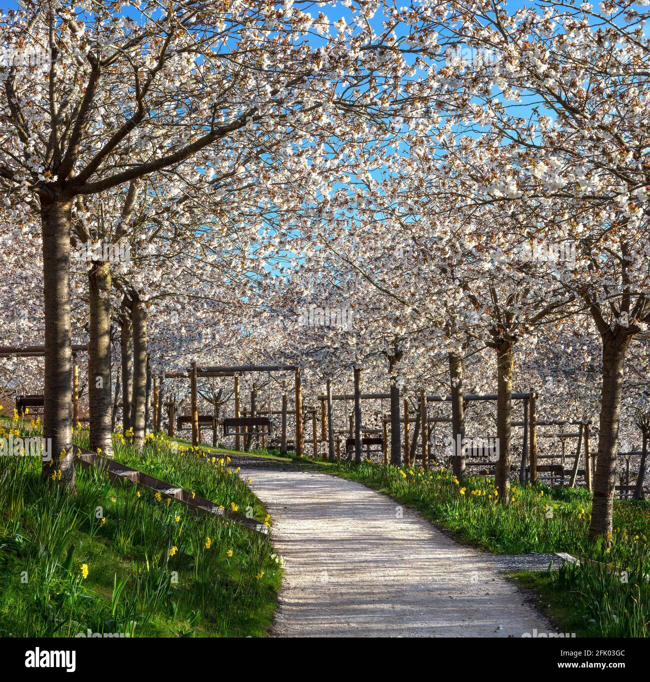 Taihaku Cherry Blossom trees in full bloom at The Alnwick Garden ...