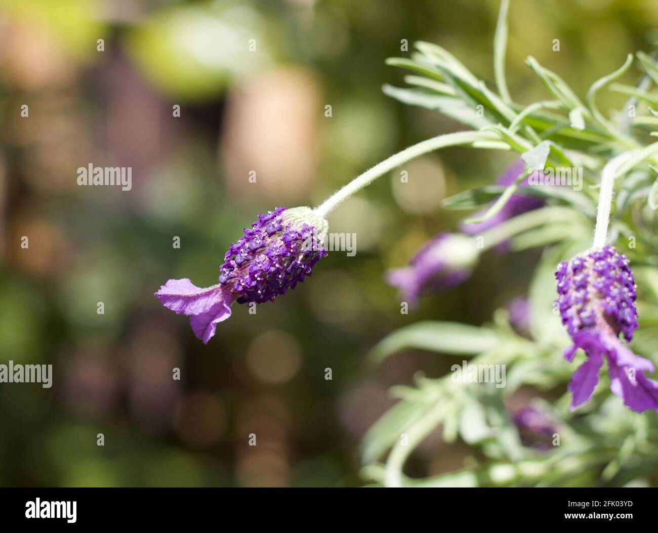 Beautiful image of butterfly lavender against soft blurred coloured background Stock Photo