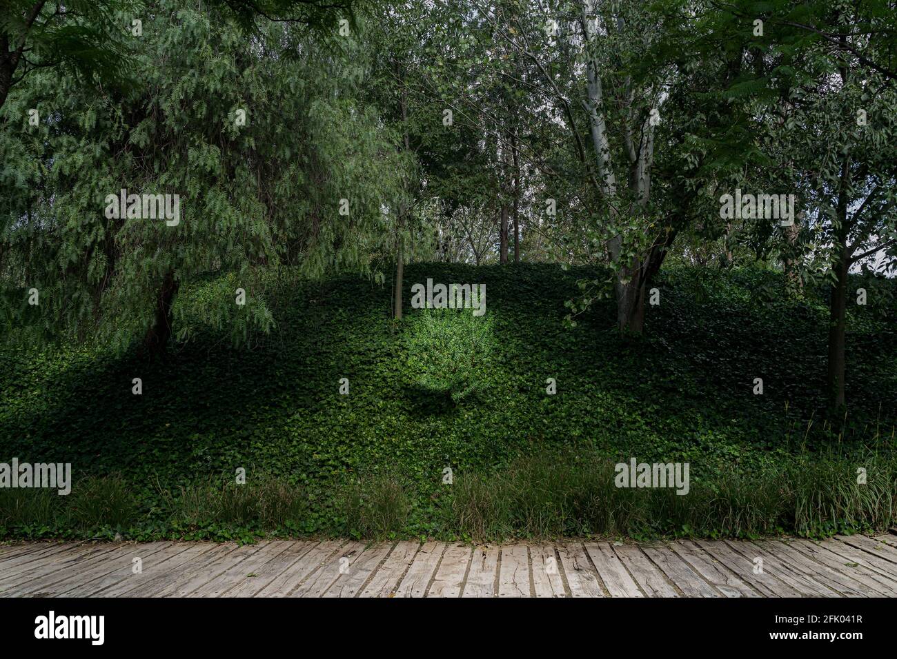 Green tree surrounded by stone hi-res stock photography and images - Alamy
