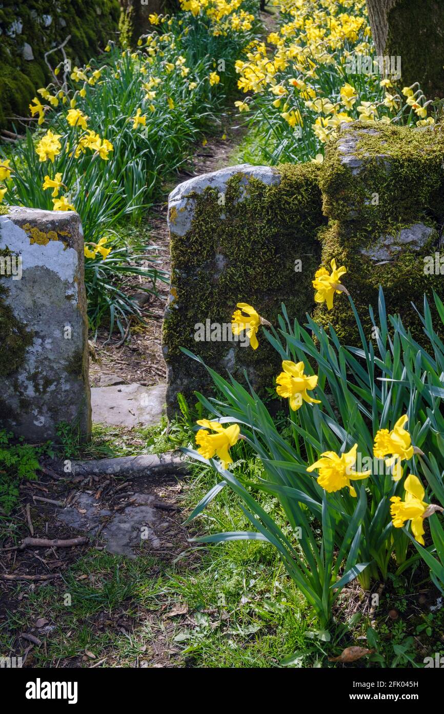Daffodils growing around the entrance to the Green Well, Alstonefield, Peak District National Park, Staffordshire Stock Photo