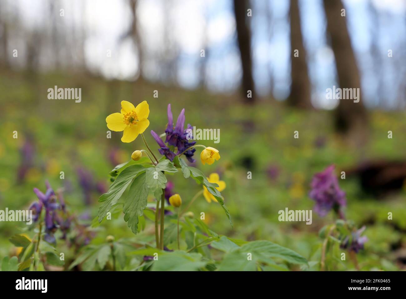 Spring flowers in a forest, yellow anemone and purple fumewort on a glade. Background with vivid colors of awakening nature Stock Photo