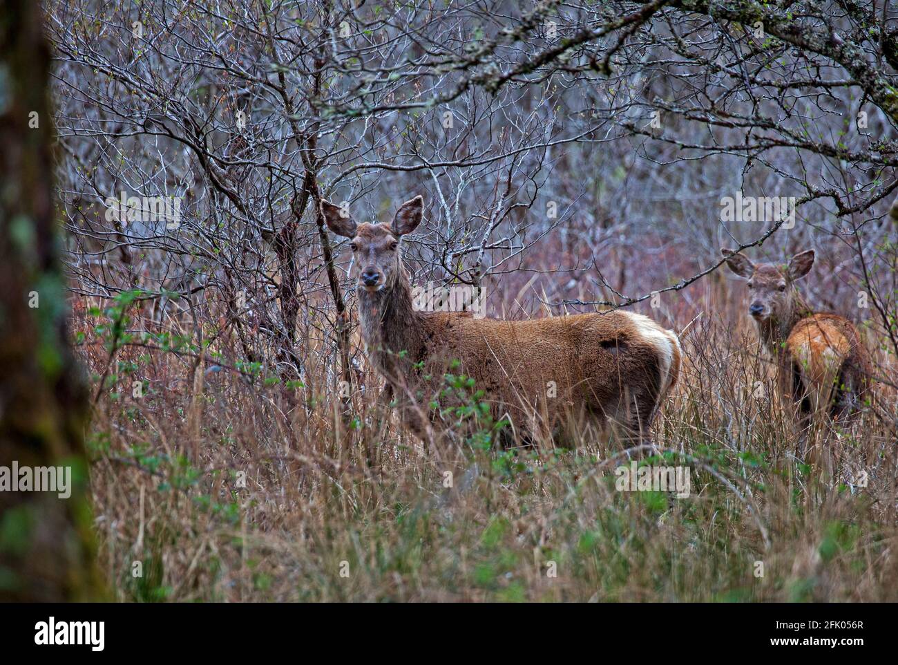 Lochaber, Scotland, UK weather. 27th April 2021. After much needed very heavy rain overnight it was a cloudy and breezy morning in Glenfinnan, with temperature of 8 degrees, wind NE 17Km/h with gusts of 27 km/h. Pictured: Red deer female hinds Cervus Elaphus, grazing in a wooded area by Loch Shiel. Stock Photo