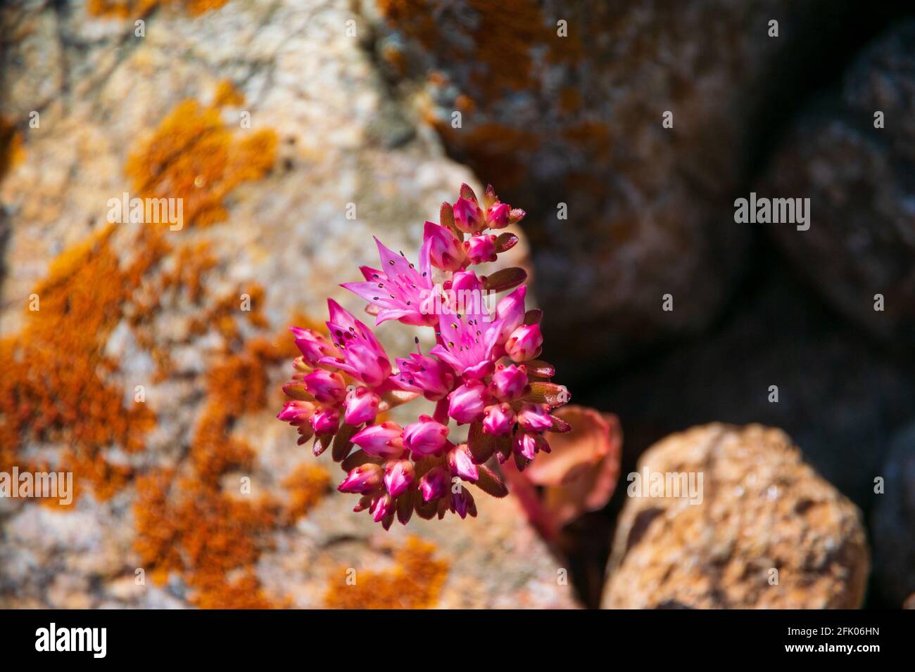 Beautiful pink  flowers Sedum album in the mountains. Succulent plant. Stock Photo