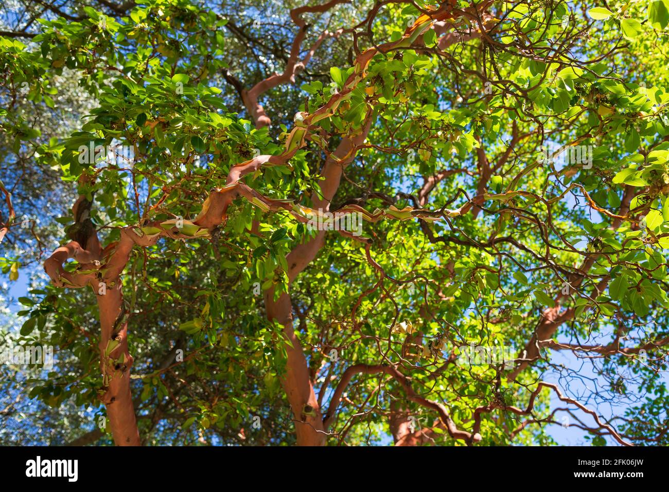 Strawberry tree evergreen tree with rich orangered bark Stock Photo