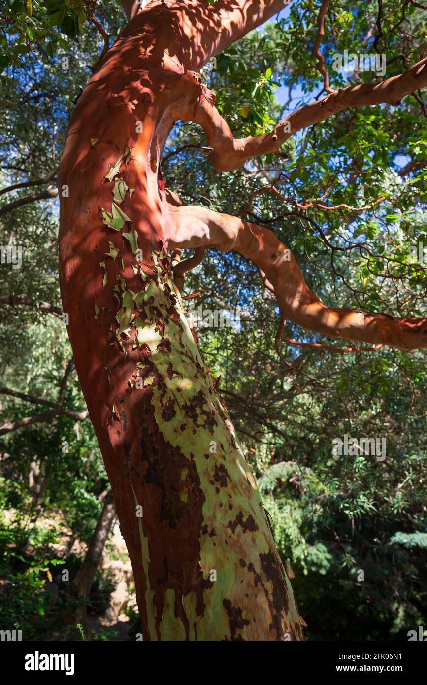Strawberry tree evergreen tree with rich orangered bark Stock Photo