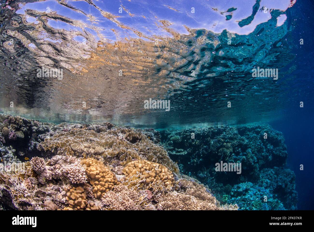 fringing coral reef