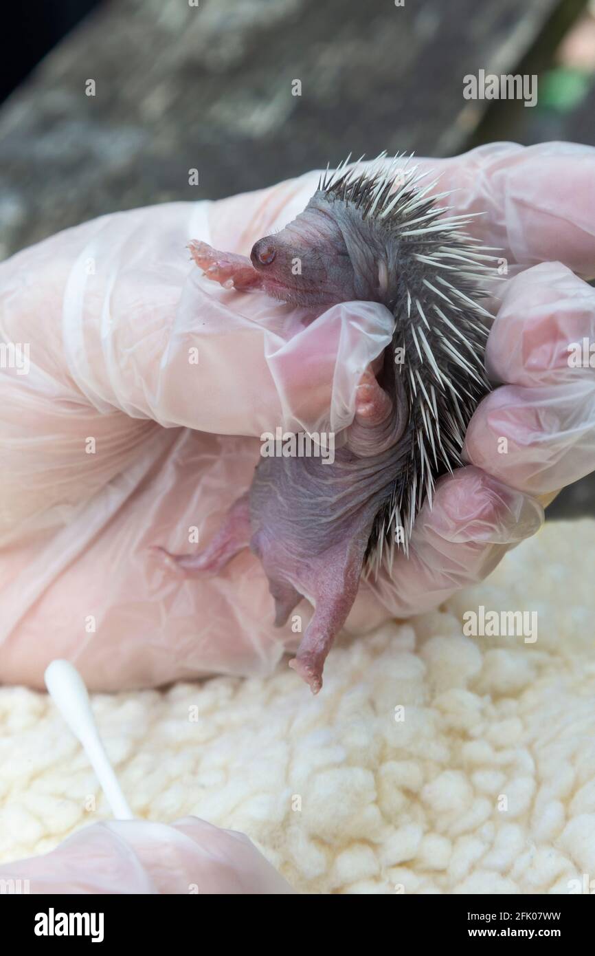 Orphan baby hedgehog (Erinaceus europaeus), Secret World animal rescue centre, Somerset, UK Stock Photo