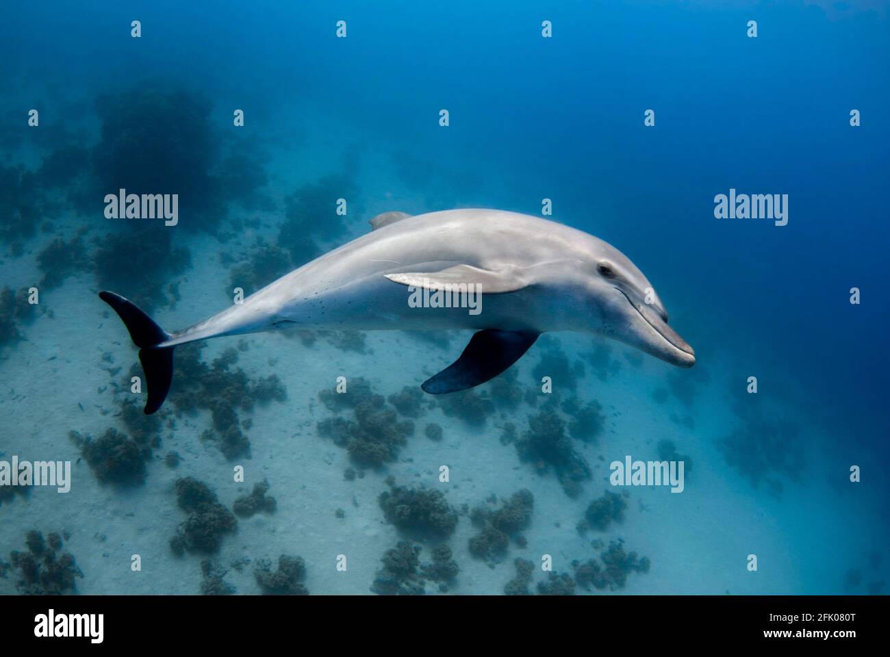 Wild dolphin swimming underwater in the red sea Stock Photo