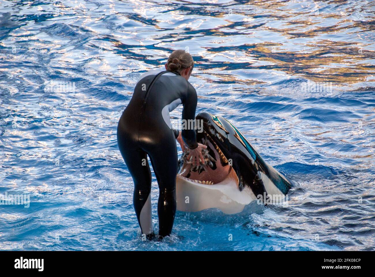 The trainer feeds the orca (Orcinus orca) putting a bunch of fishes in her open mouth Stock Photo