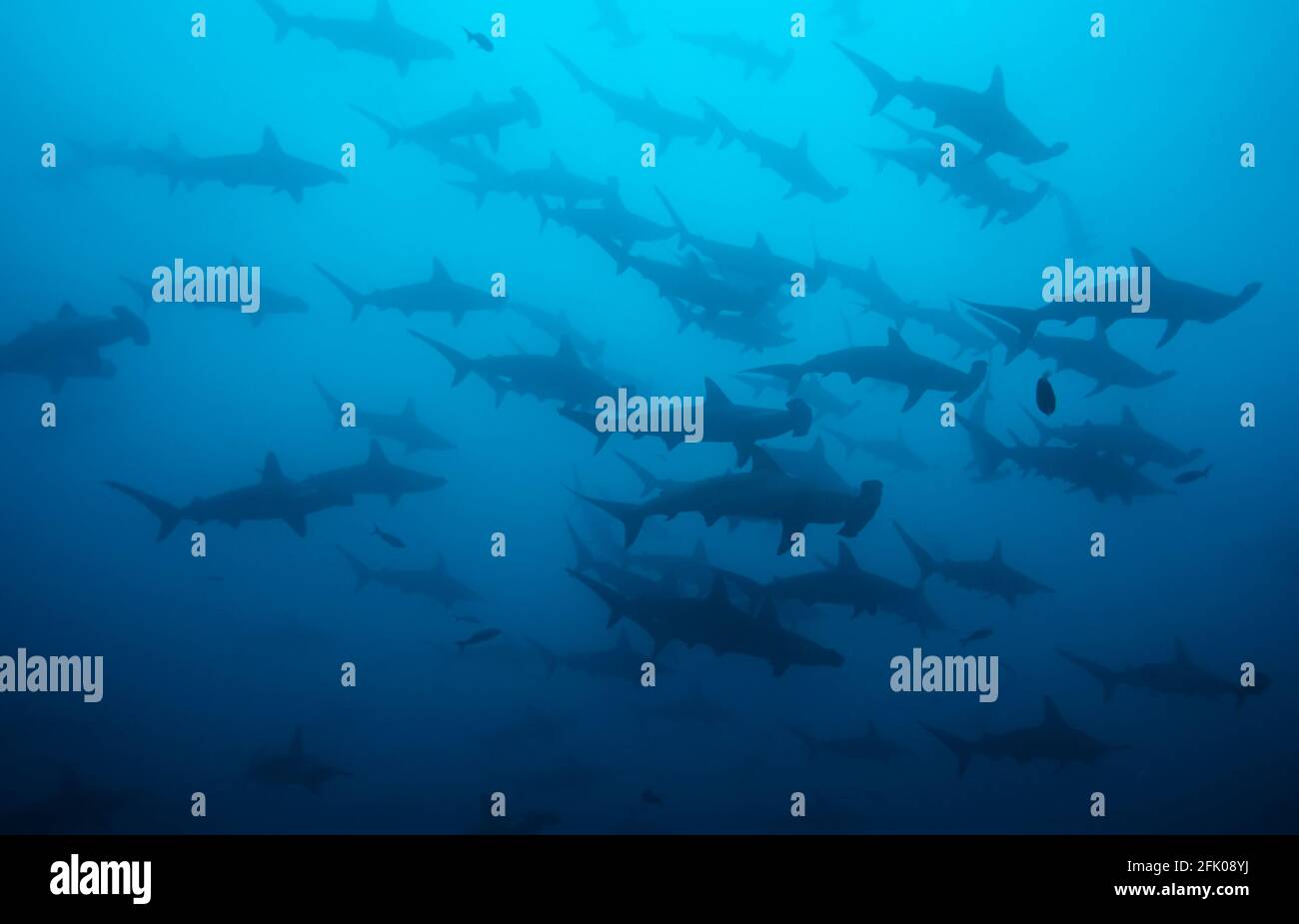 Big group of hammerheads (Sphyrna lewini) swmming in the blue. In Costa Rica Stock Photo