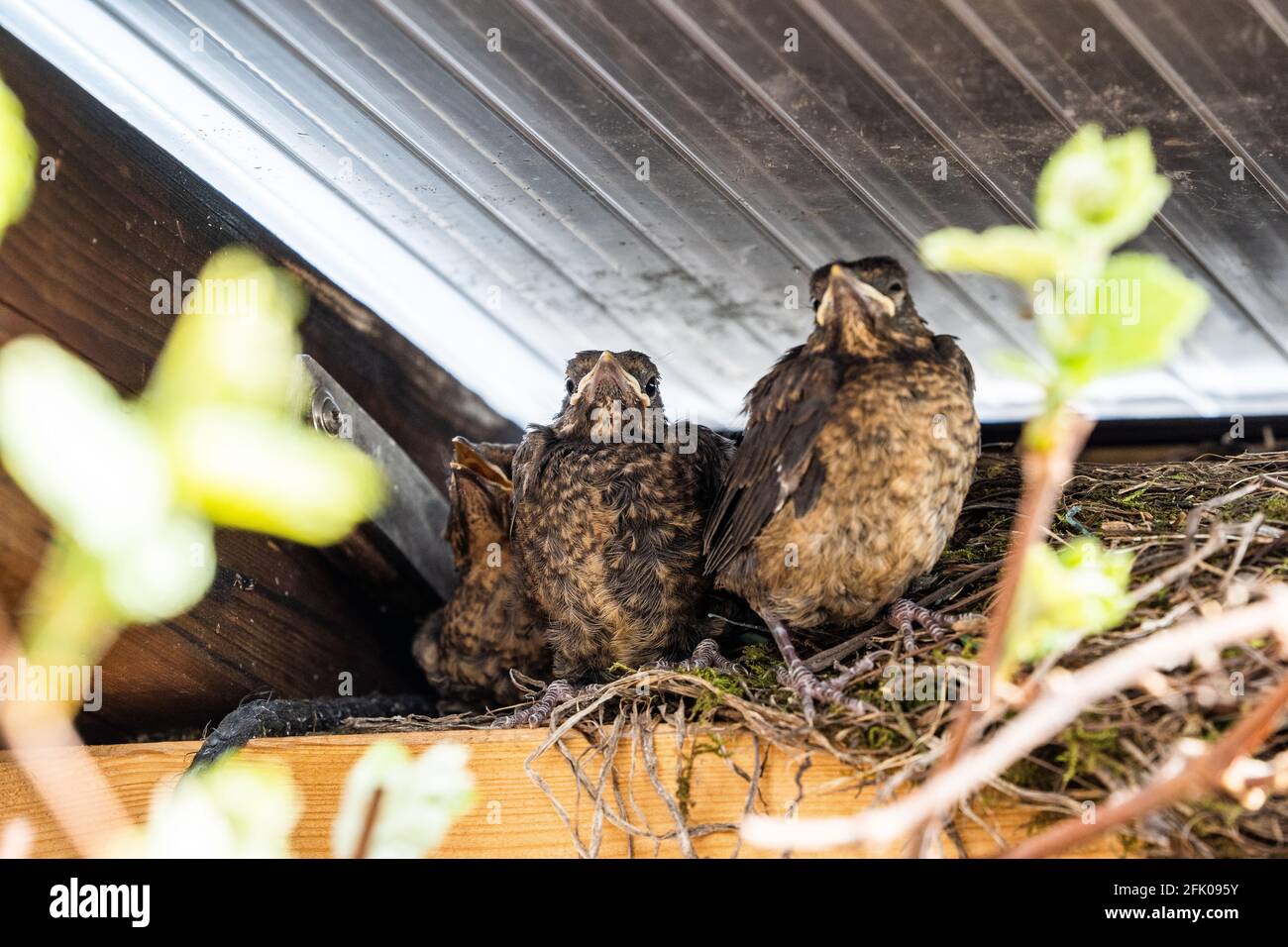 Three baby blackbirds sitting next to their nest. At this point they