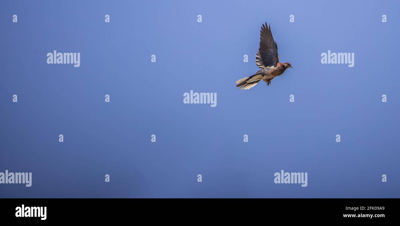 Birds fly with sky is background. Stock Photo