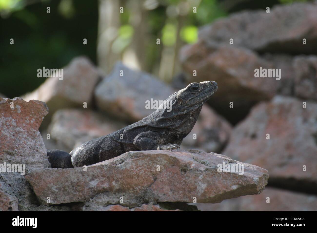 small, narrow Lizard Stock Photo