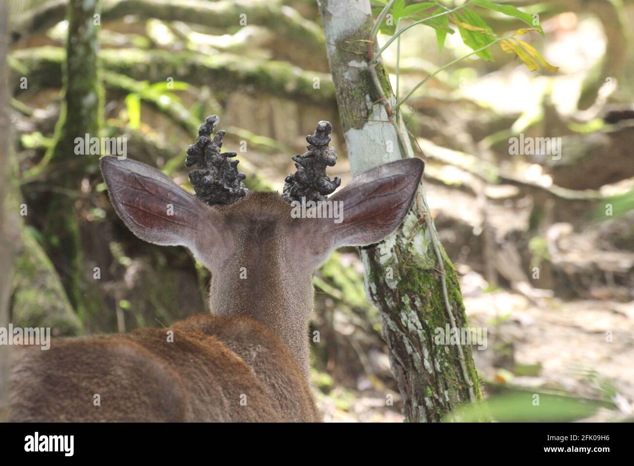 mystical animal with antlers Stock Photo