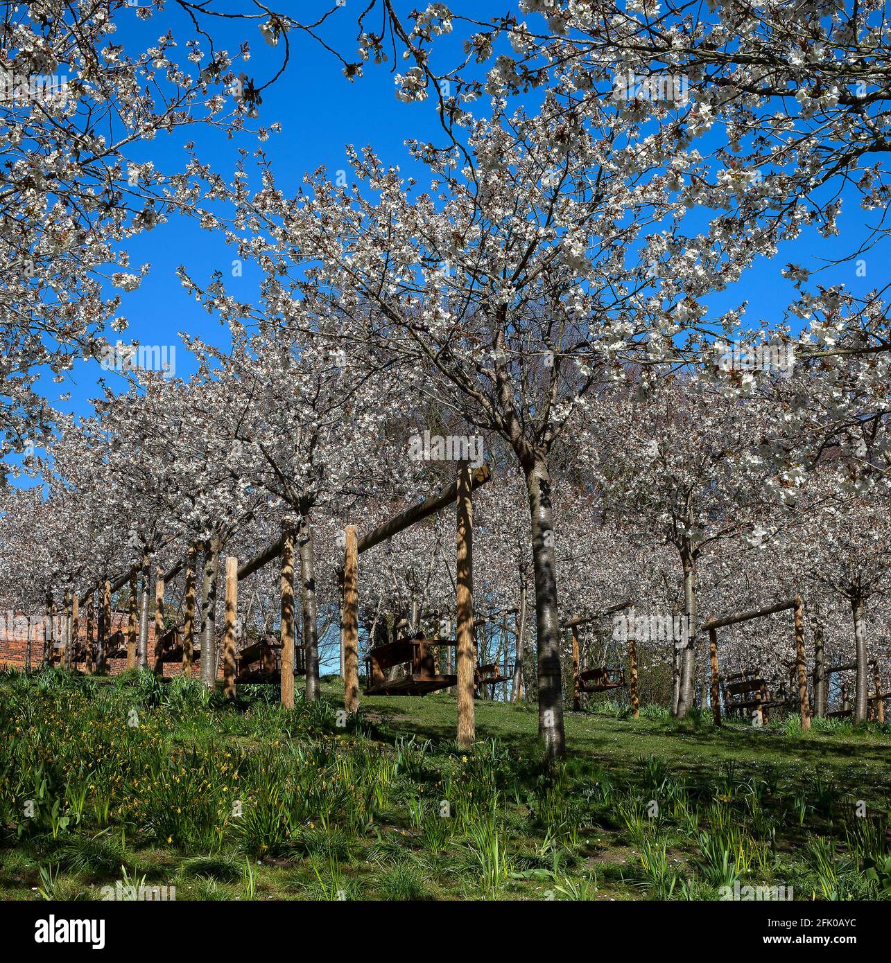 Taihaku Cherry Blossom trees in full bloom at The Alnwick Garden, Alnwick, Northumberland, England, United Kingdom Stock Photo
