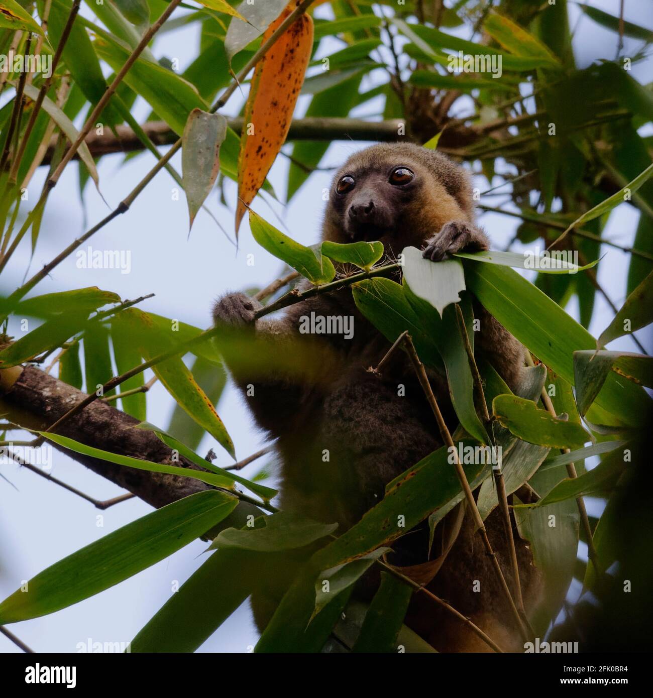 Golden bamboo lemur (Hapalemur aureus) eating bamboo - Ranomafana ...