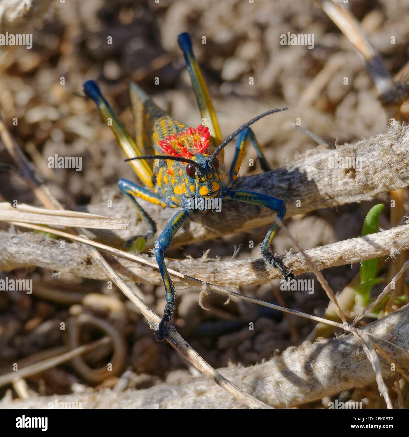 Psychedelic Grasshopper (Phymateus saxosus) - Madagascar Stock Photo ...