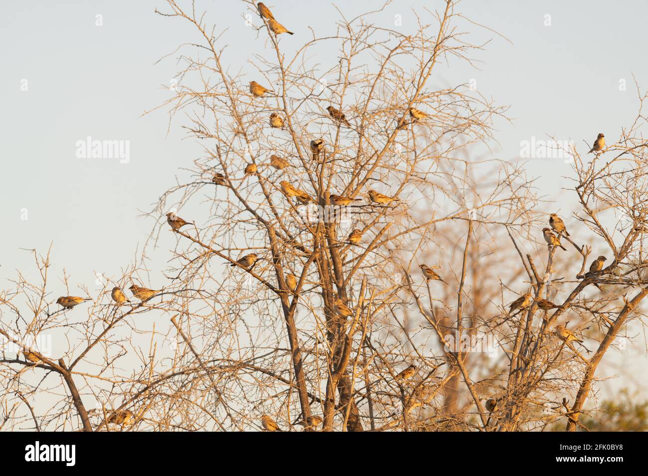 A tree full of House sparrows (Passer domesticus), resting on a tree in the desert at Al Qudra in Dubai, United Arab Emirates. Stock Photo