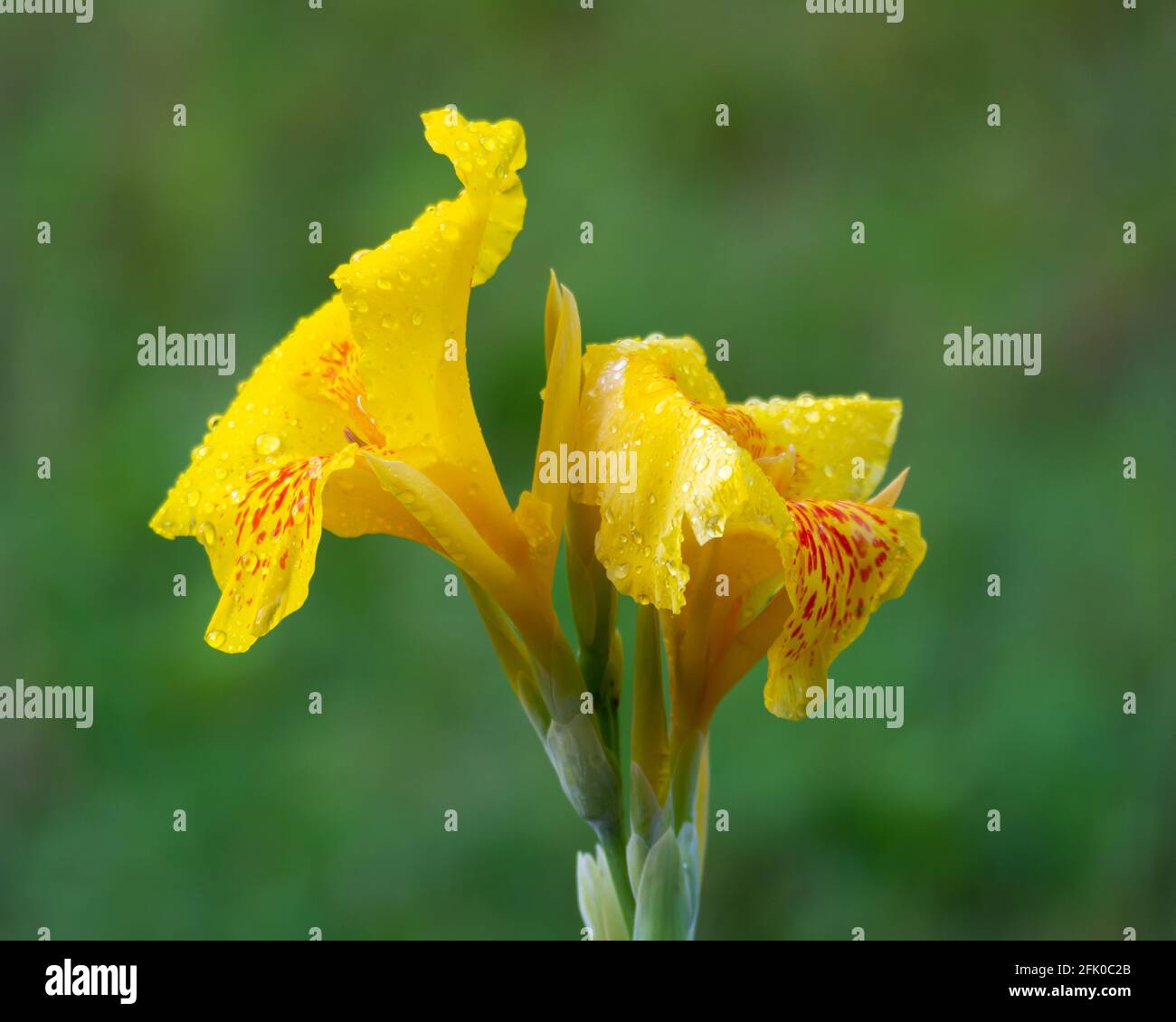 Beautiful Yellow canna flowers (Cannaceae) with rain droplets on its petal during the monsoons at Mangalore in Karnataka, India. Stock Photo