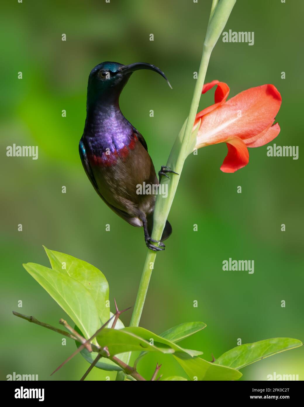 Closeup shot of a Male Loten's sunbird (Cinnyris lotenius), also known as the long-billed sunbird or maroon-breasted sunbird, is a sunbird endemic to Stock Photo