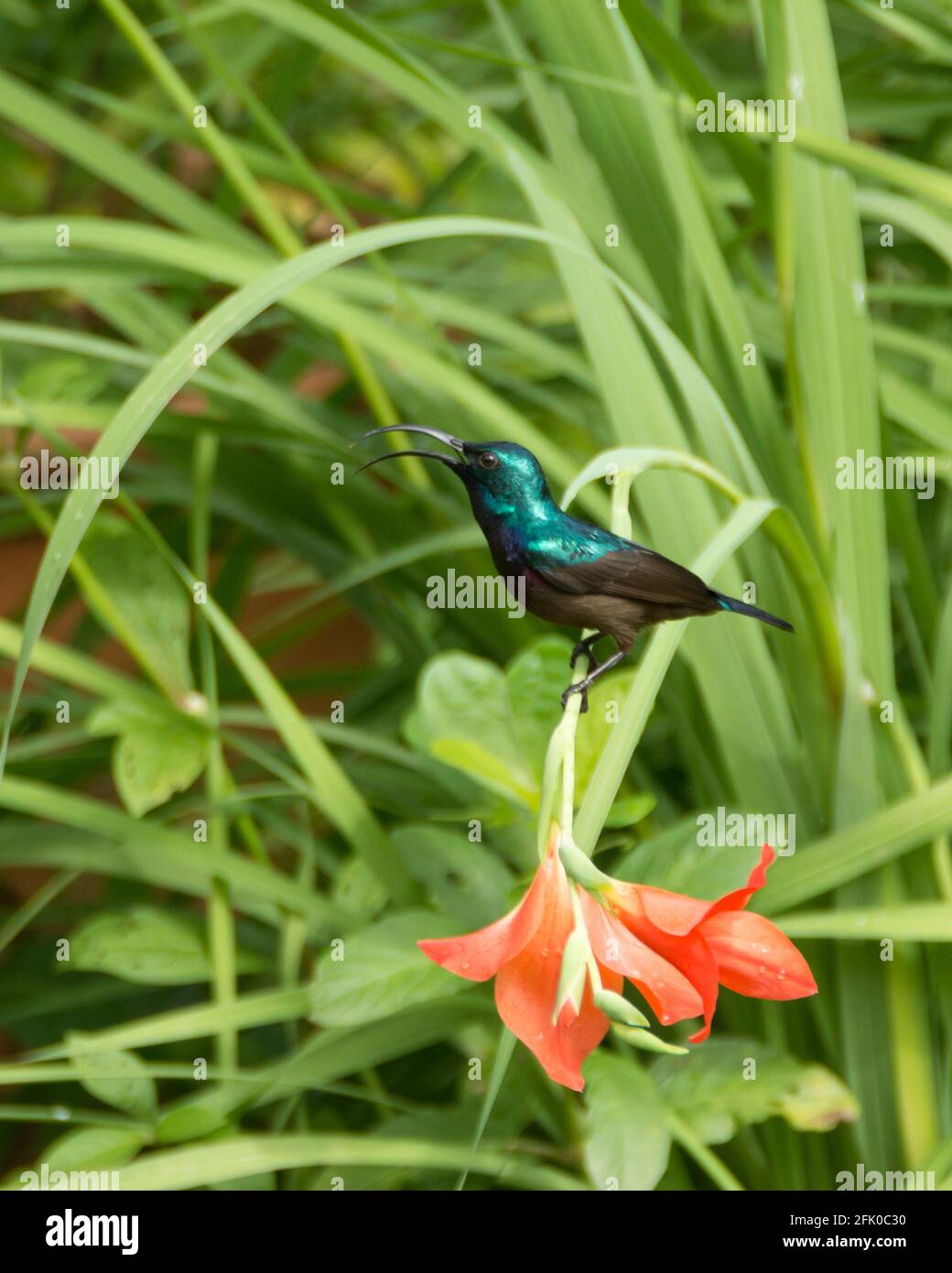 Male Loten's sunbird (Cinnyris lotenius), also known as the long-billed sunbird or maroon-breasted sunbird, is a sunbird endemic to peninsular India a Stock Photo