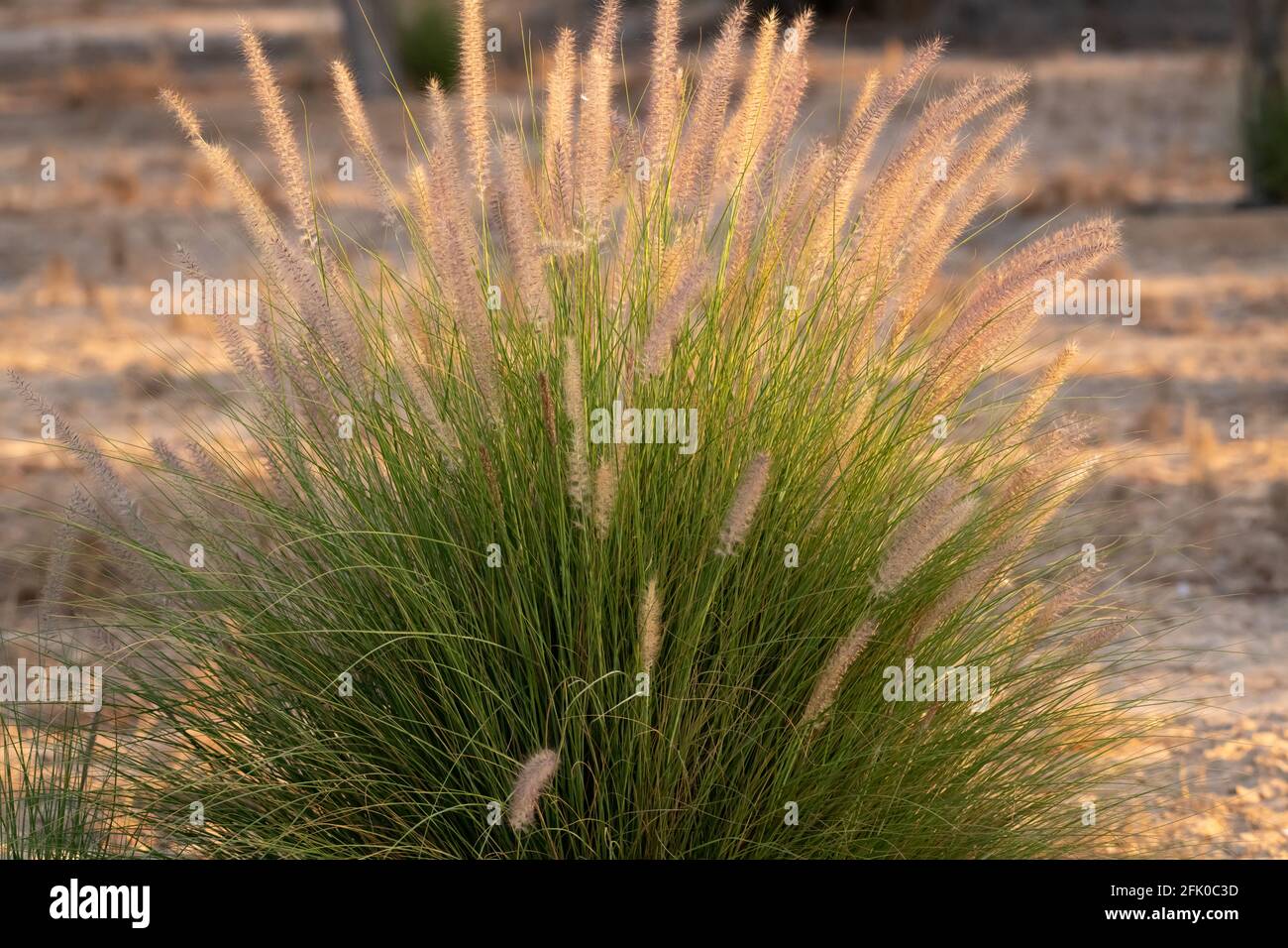 Beautiful diffused late evening sunlight glowing up the ornamental grass at Al Qudra in Dubai, United Arab Emirates. Stock Photo