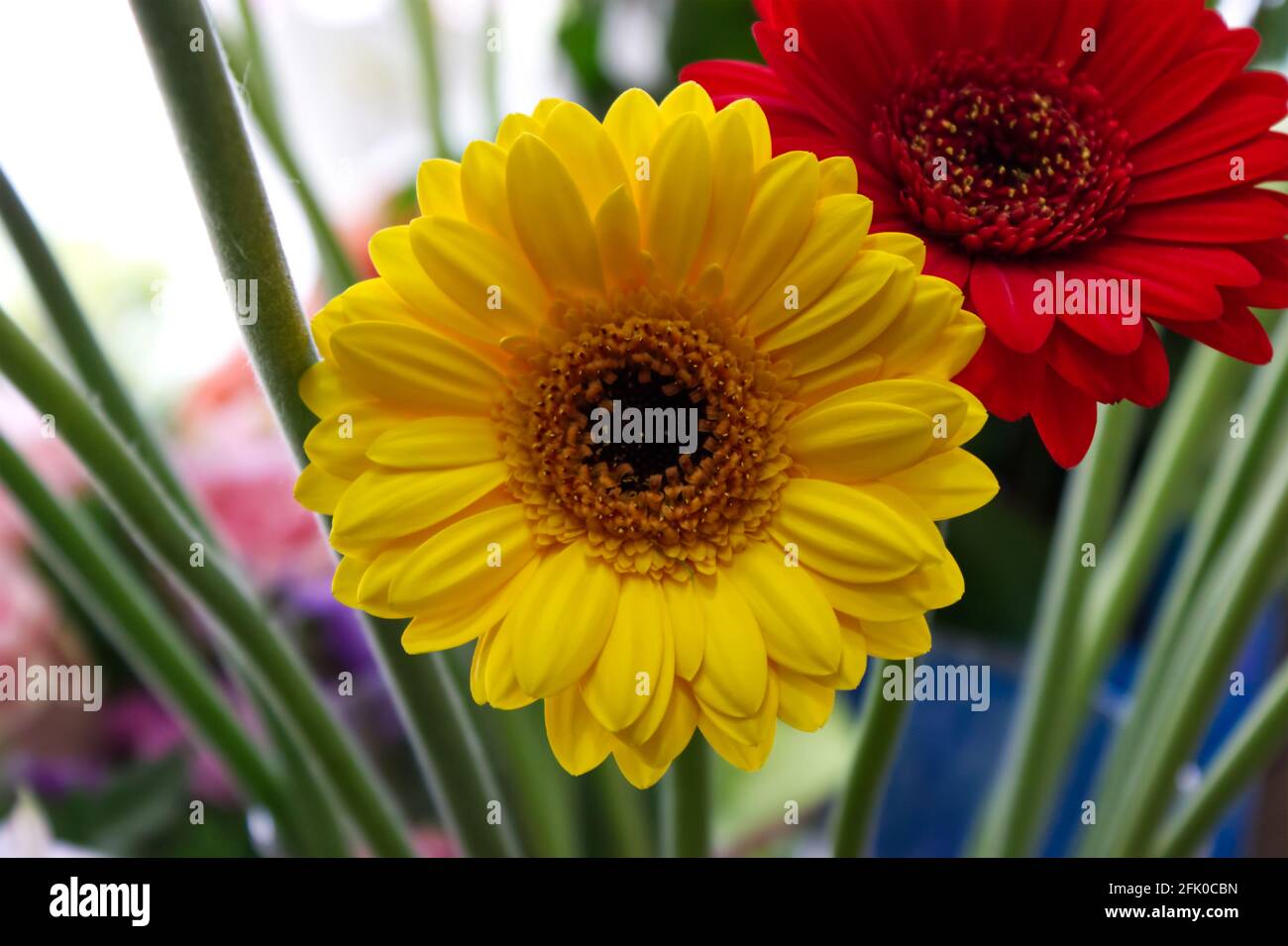 Yellow And Red Gerberas Stock Photo