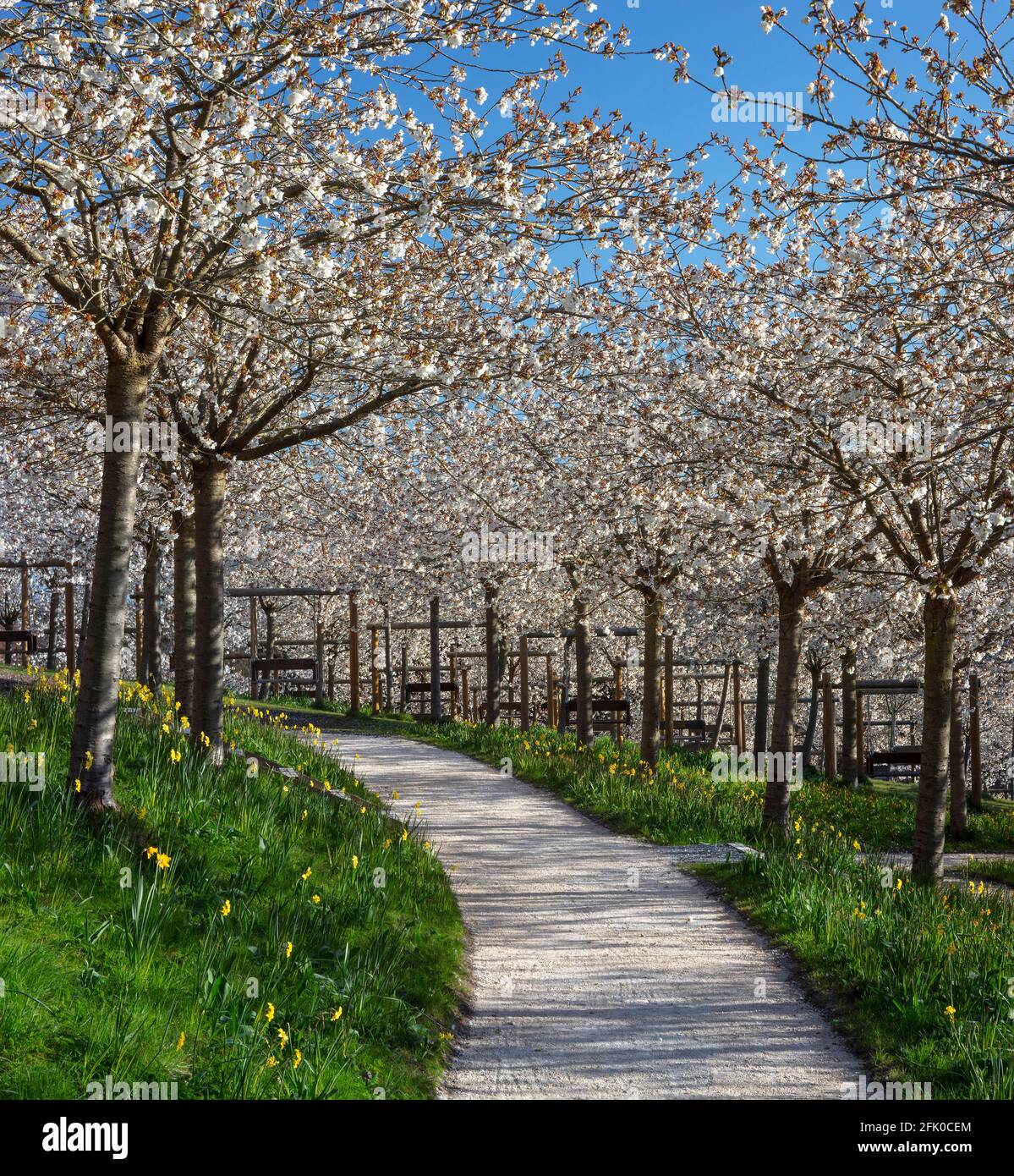 Taihaku cherry orchard hi-res stock photography and images - Alamy