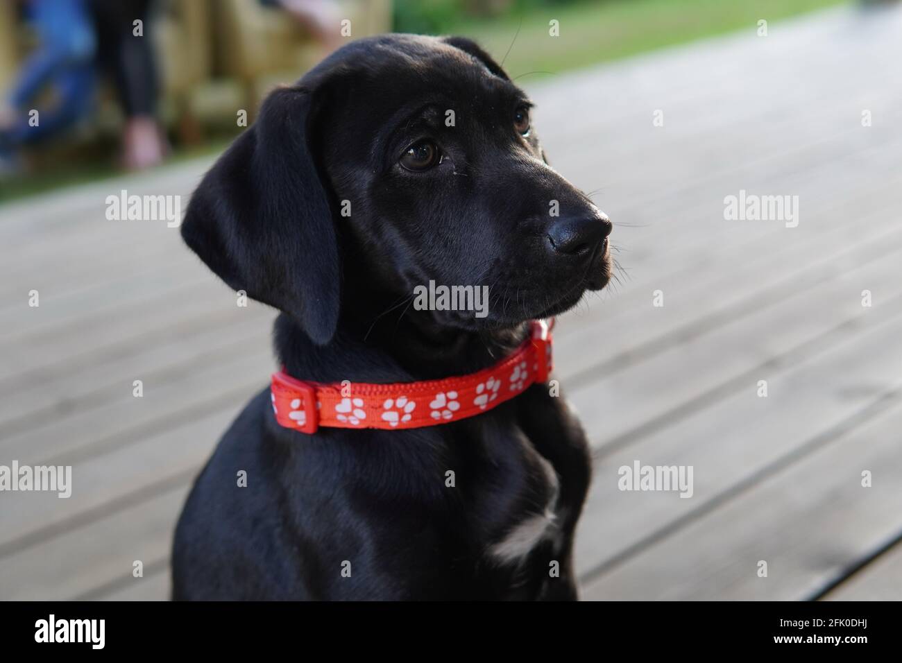 black lab red collar