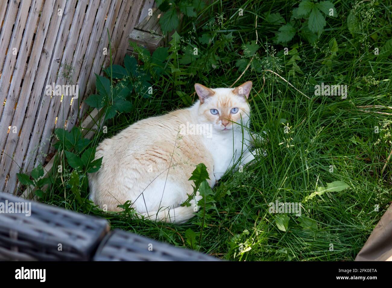 A light coloured cat with bright blue eyes lounging in grass and claiming a neighbour's yard as its own Stock Photo