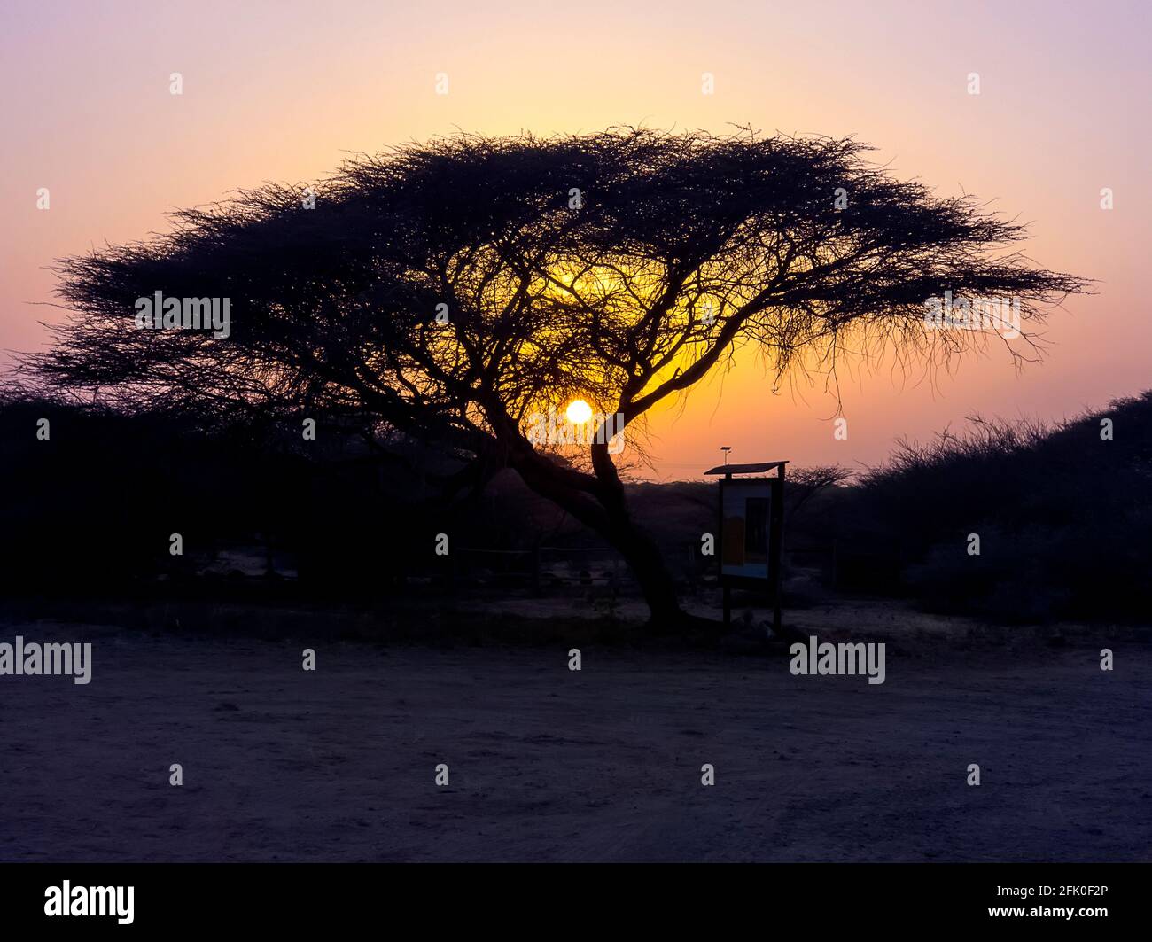 Acacias Tree during sunset in Djibouti Stock Photo