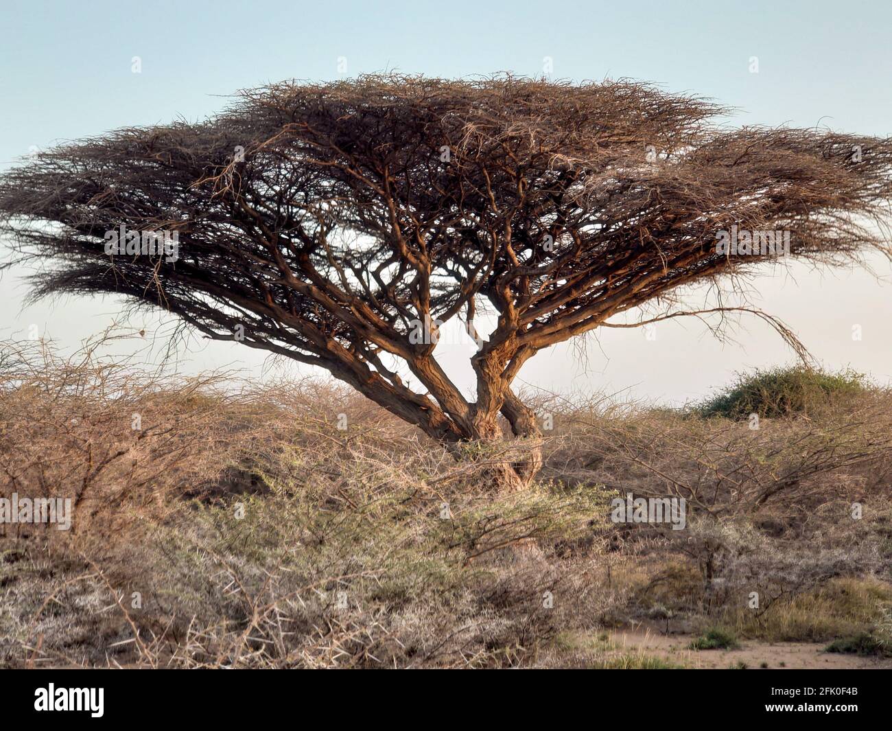 Acacias Tree during sunset in Djibouti Stock Photo