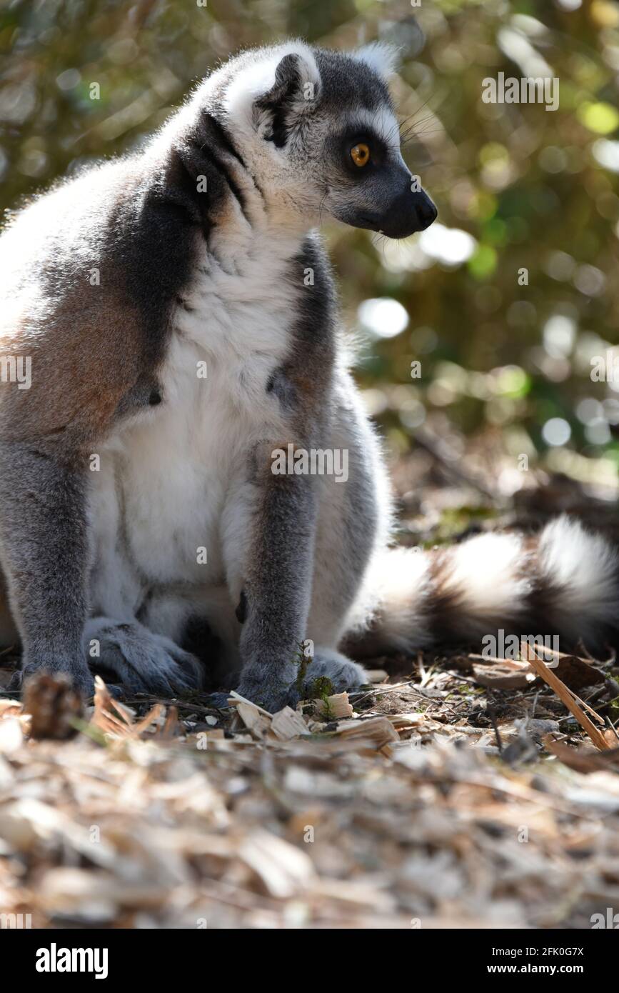 Ring-tailed Lemur sitting Stock Photo