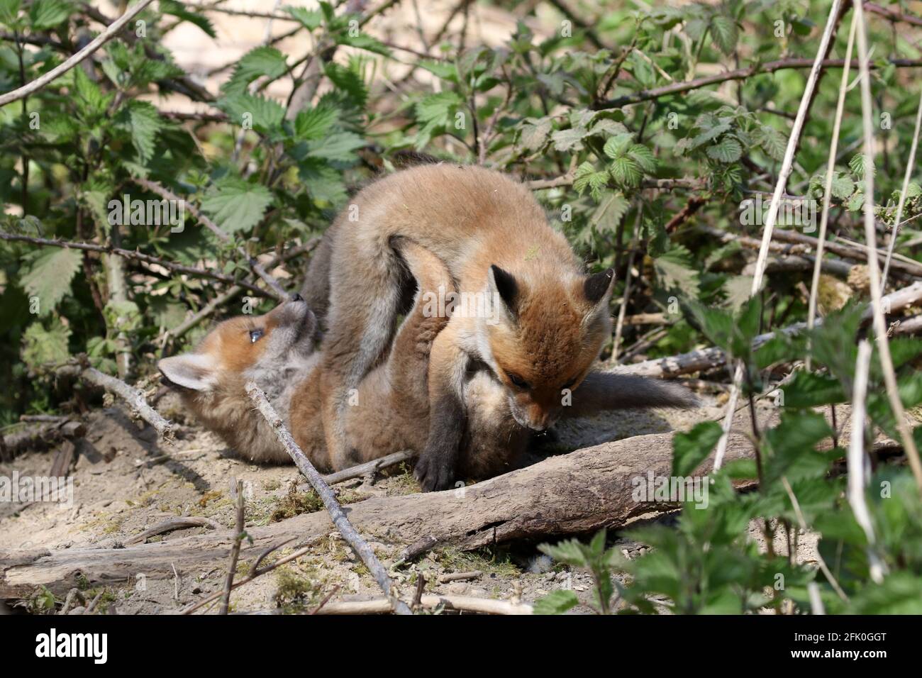 Fox cubs, f. Canidae, Vulpes vulpes at play outside den Stock Photo