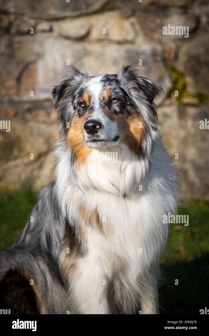 Blue merle Australian Shepherd posing in the city of Weitra, Austria ...